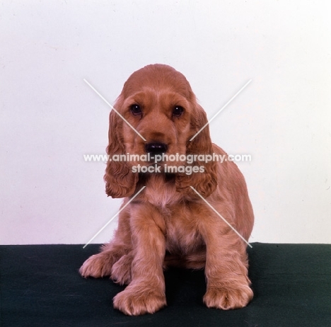 cocker spaniel puppy sitting