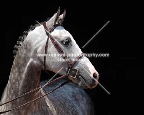 Trakehner, Welsh Pony in profile against black background
