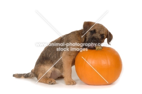 Border Terrier puppy chewing a pumpkin