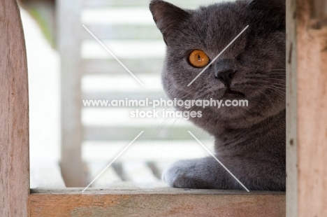 blue British Shorthair cat, blind in one eye
