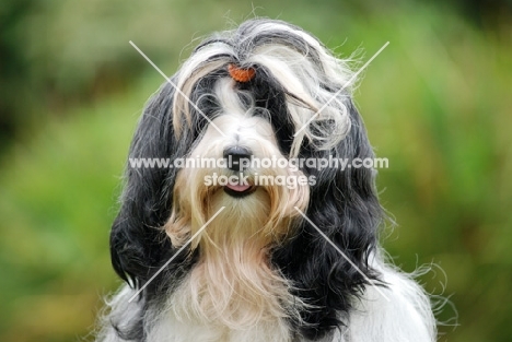 Tibetan Terrier