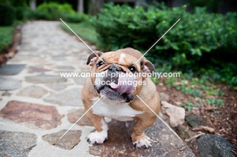 english bulldog licking nose