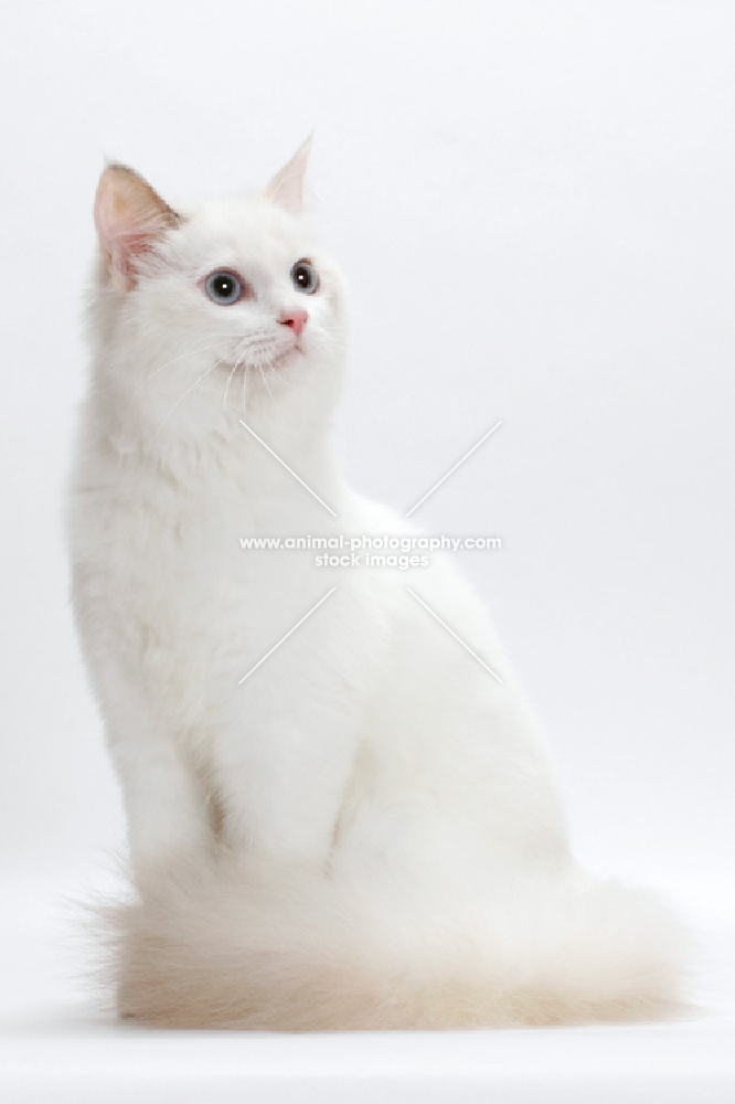 Blue Tortie Point Bi-Color Ragdol, looking away on white background