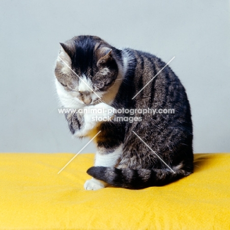 tabby and white non pedigree cat washing