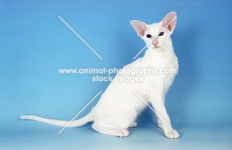 white Oriental Shorthair on blue background