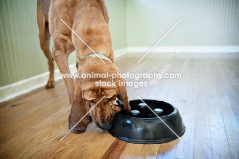 bloodhound cleaning out food bowl