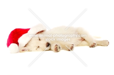German Shepherd (aka Alsatian) puppy laid asleep wearing a Christmas hat