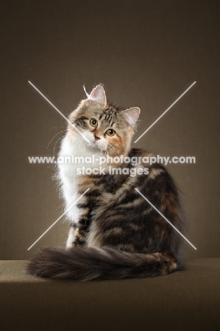 Siberian cat, sitting down