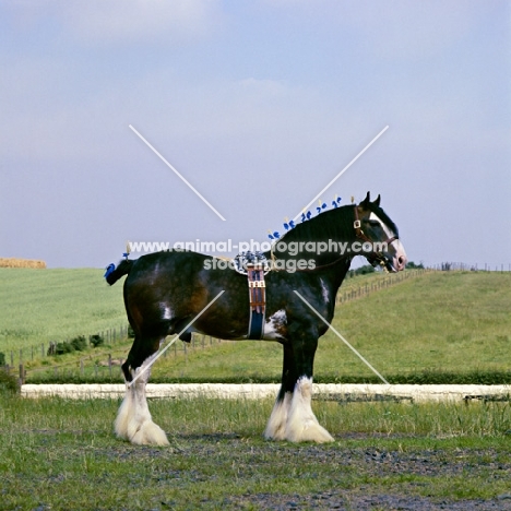 johnston realisation, clydesdale stallion with surcingle and plaited mane in scotland