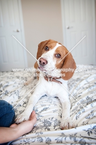 lemon beagle doing "shake" trick