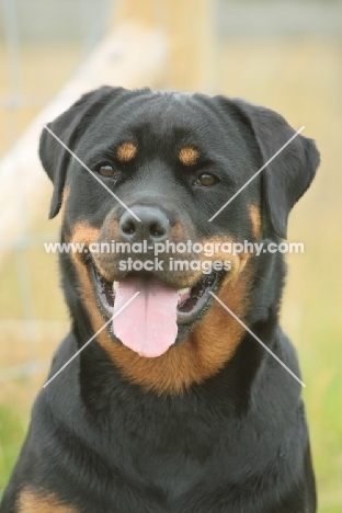 Rottweiler portrait, front view