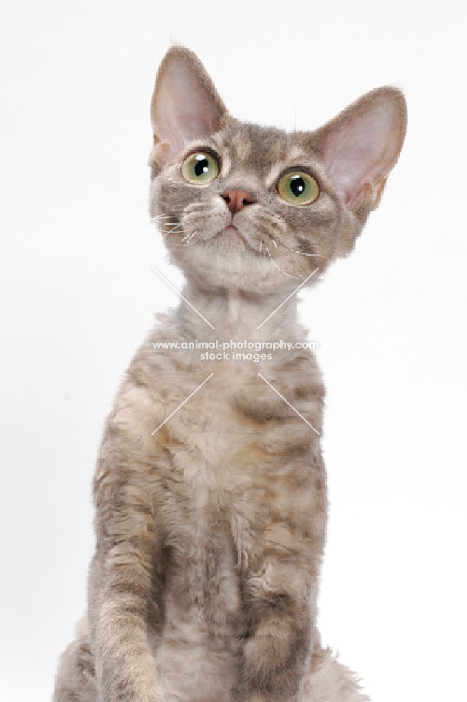 Devon Rex, Blue Mackerel Torbie, shoulders up