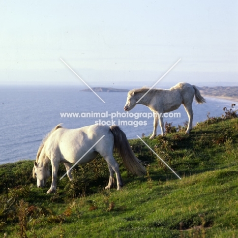 welsh mountain ponies, mare and foal, at rhosilli, gower peninsula