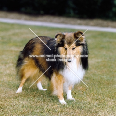 shetland sheepdog in full coat