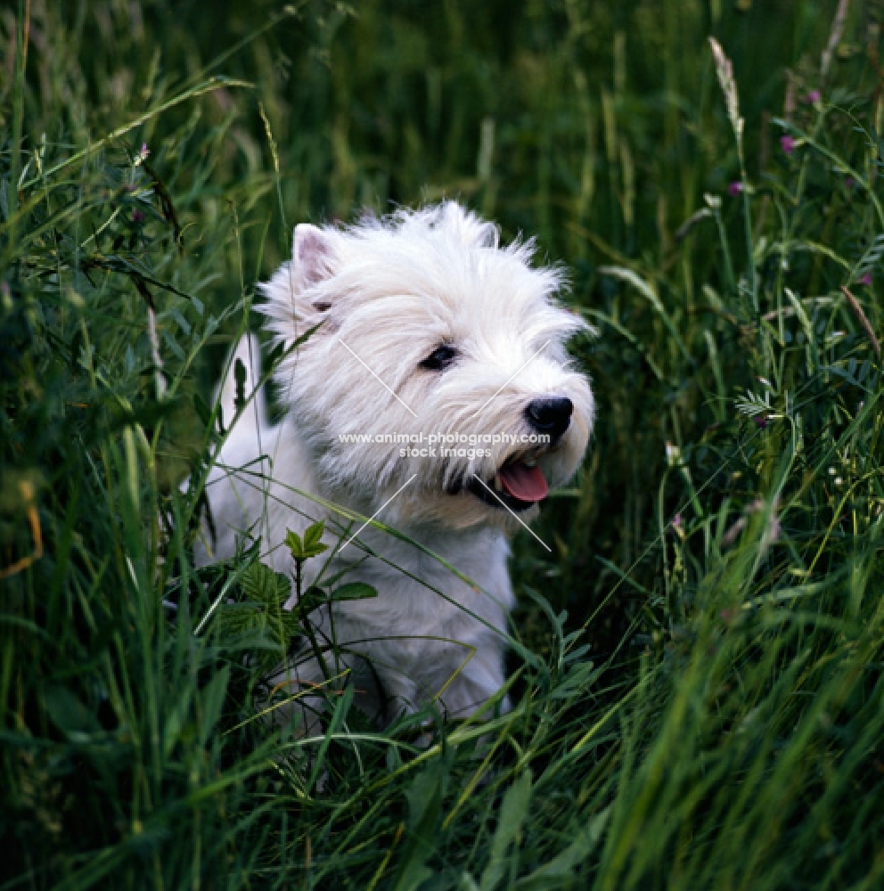 west highland white terrier in long grass