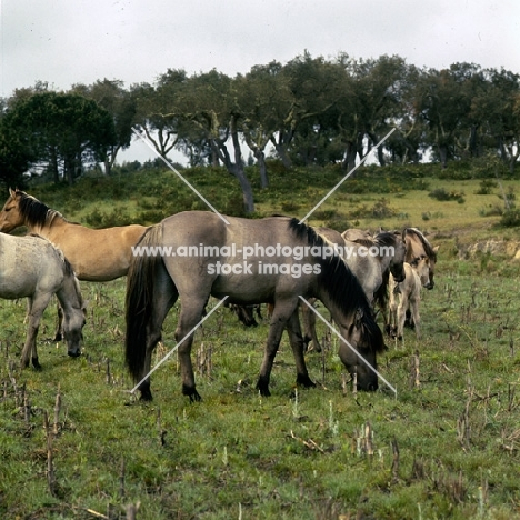 sorraia ponies in portugal