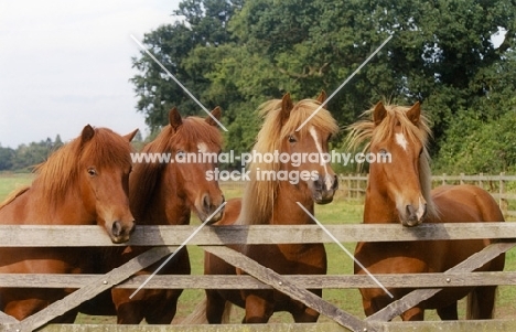 four Icelandic horses standing behind wooden gate