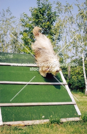 Bearded Collie taking a hurdle