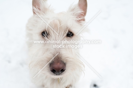 Closeup of wheaten Scottish Terrier puppy standing on snow.