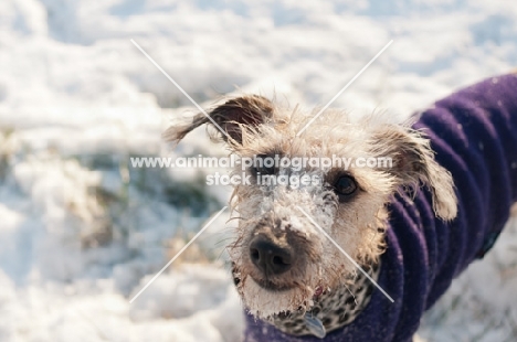 Bedlington x Whippet