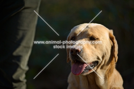 yellow labrador near owner