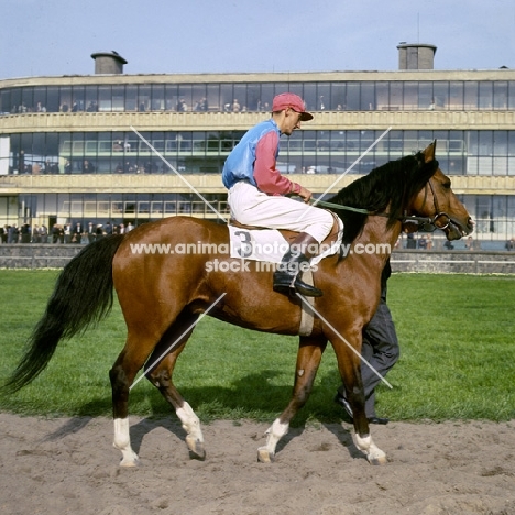 Polish Arab with jockey at Warsaw races