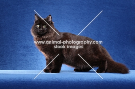 black Siberian on blue background