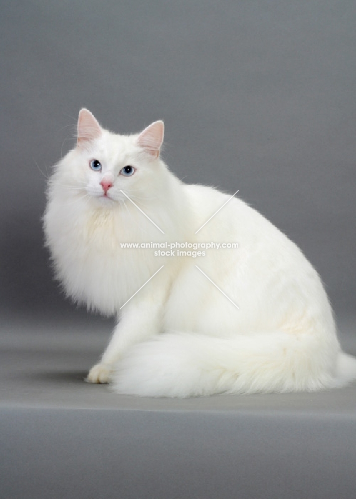 white Norwegian Forest cat on grey background