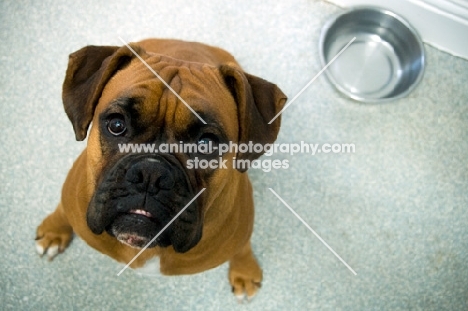 Boxer looking up at camera waiting for food