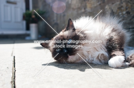 Ragdoll cat reclining in sunshine