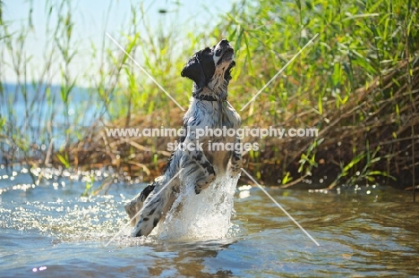 English Springer Spaniel jumping out of the water