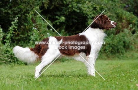 Dutch Partridge dog side view