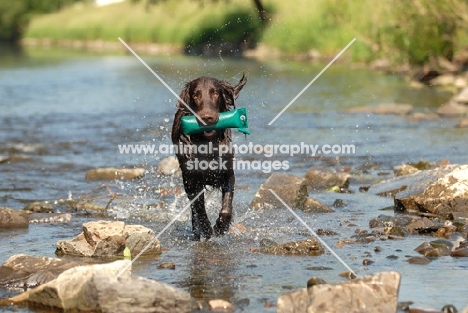 flat coated retriever with dummy