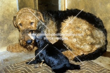 airedale with new born puppies