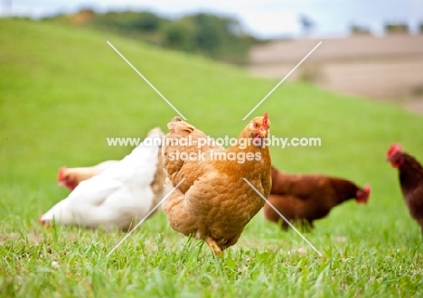 Flock of chickens in grassy field