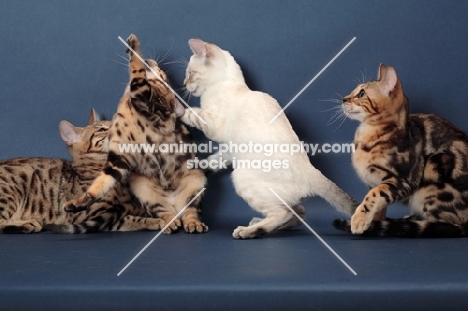 four Bengal kittens, playing