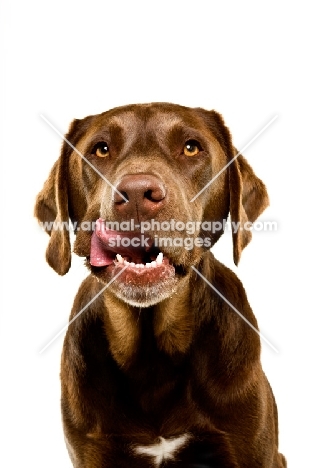 chocolate Labrador licking lips