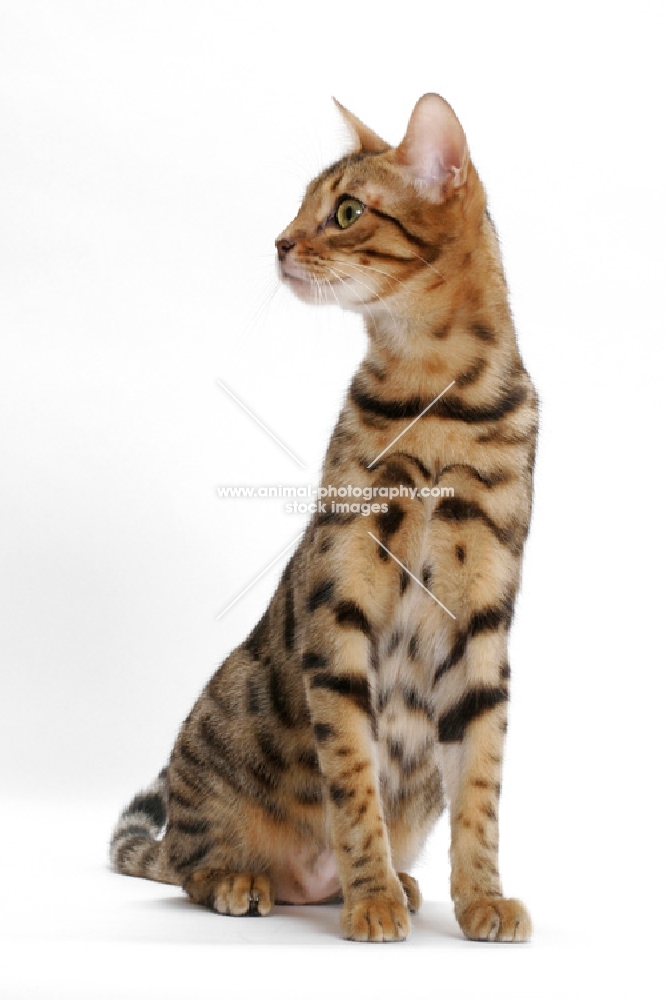 Brown Spotted Tabby Bengal on white background