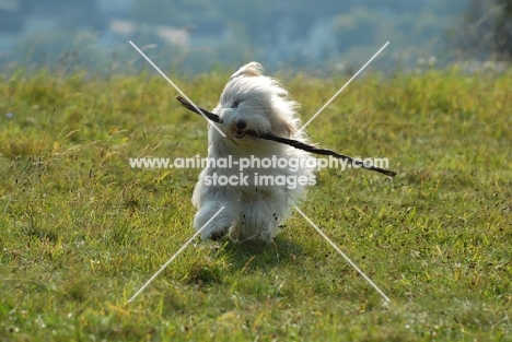 Bearded Collie running with stick