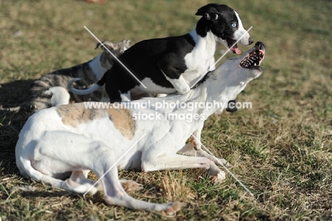 group of dogs playing on grass