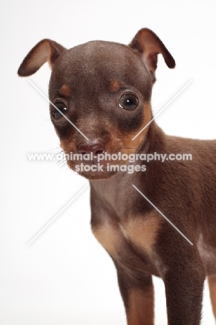 Chocolate & Tan Min Pin puppy puppy on white background