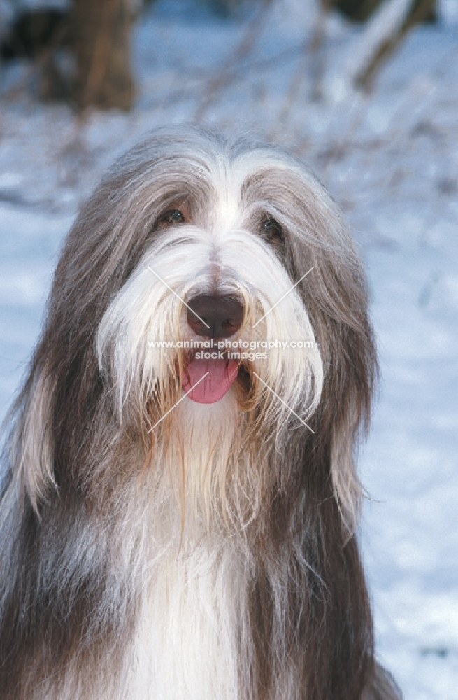 bearded collie in snow