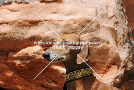 Chapion Azawakh dog, portrait