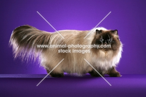 2.3 year old Seal Point Himalayan Neuter, walking right looking at us in a conformation pose.  International Winner, Regional Winner, Supreme Grand Champion. (Aka: Persian or Himalayan)