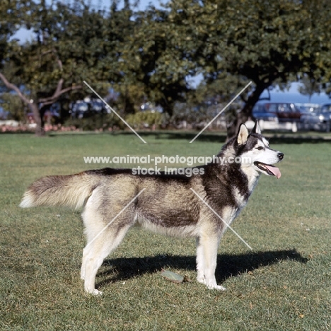 side view of alaskan malamute, am ch williams gray dawn in usa