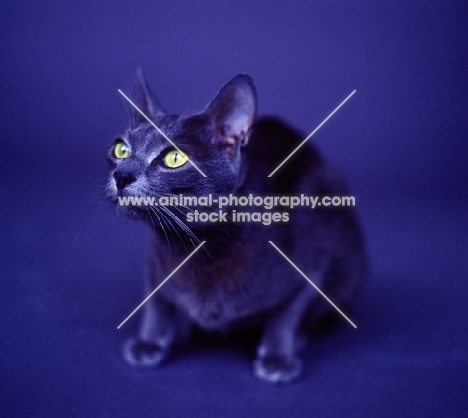 Korat cat sitting in studio on blue infinity curve