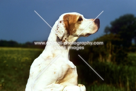 Sh Ch Pipeaway Haysi Fantazee pointer standing up head study