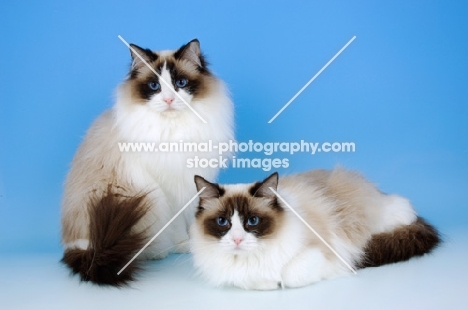 two seal bi-coloured ragdoll cats 