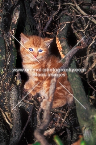 kitten in forest