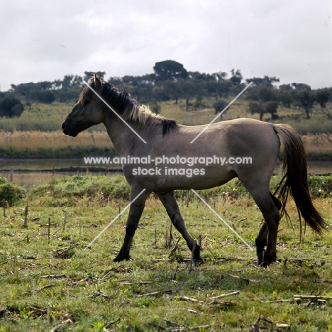 sorraia pony stallion in portugal